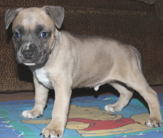 DDDawgs Frankie Gonna Thongya